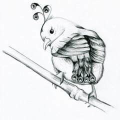 Pencil Drawing Peachick / Baby Peacock